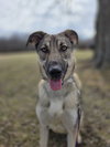Moxie - Photo 3