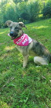 Moxie - Photo 4