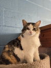 adoptable Cat in  named January