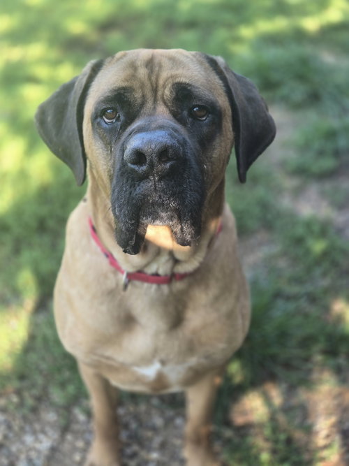 picture of the dog needing adoption