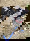 adoptable Dog in , KY named Louie