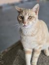 adoptable Cat in , KY named Graham