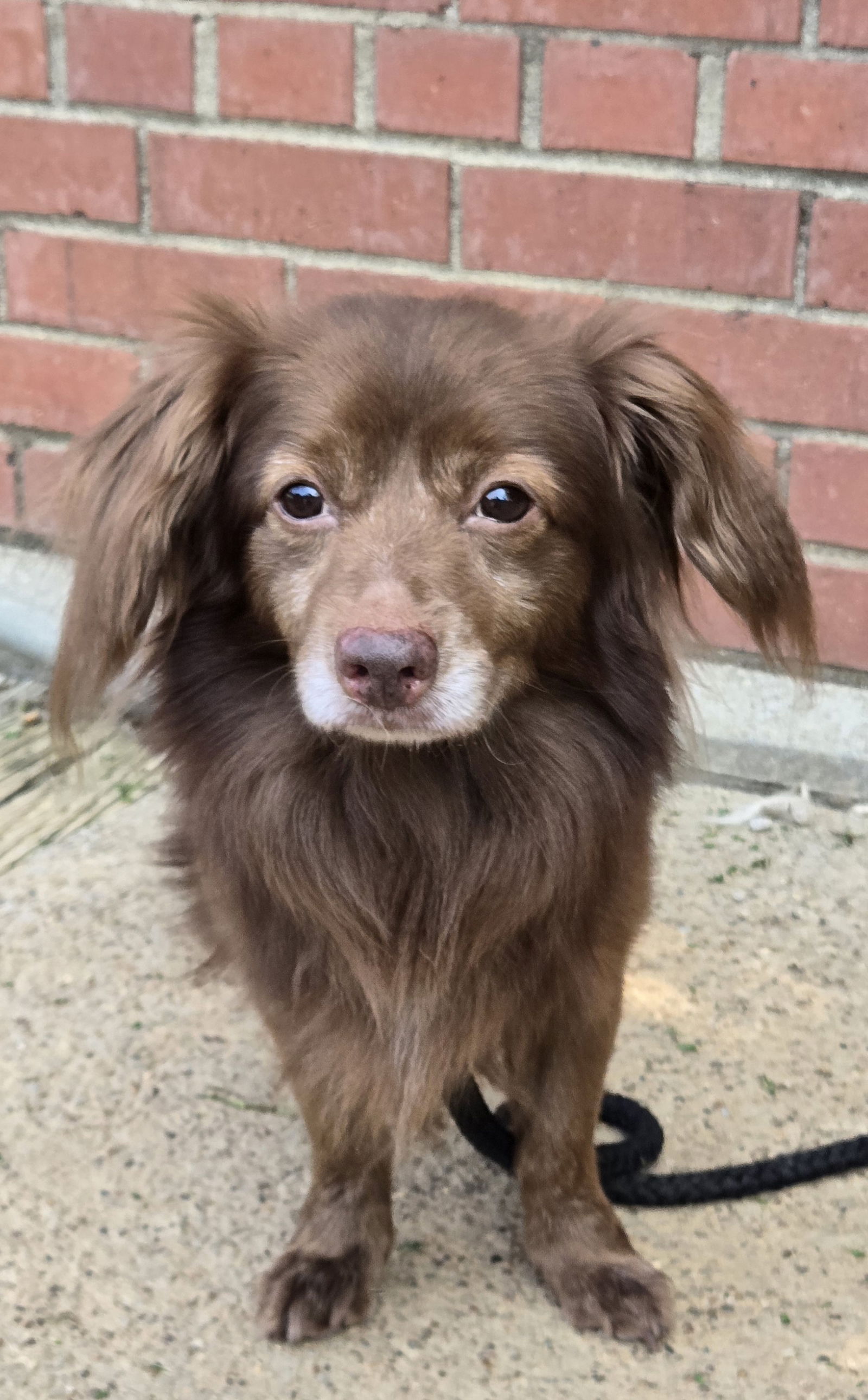 adoptable Dog in Boston, KY named Prince Harry