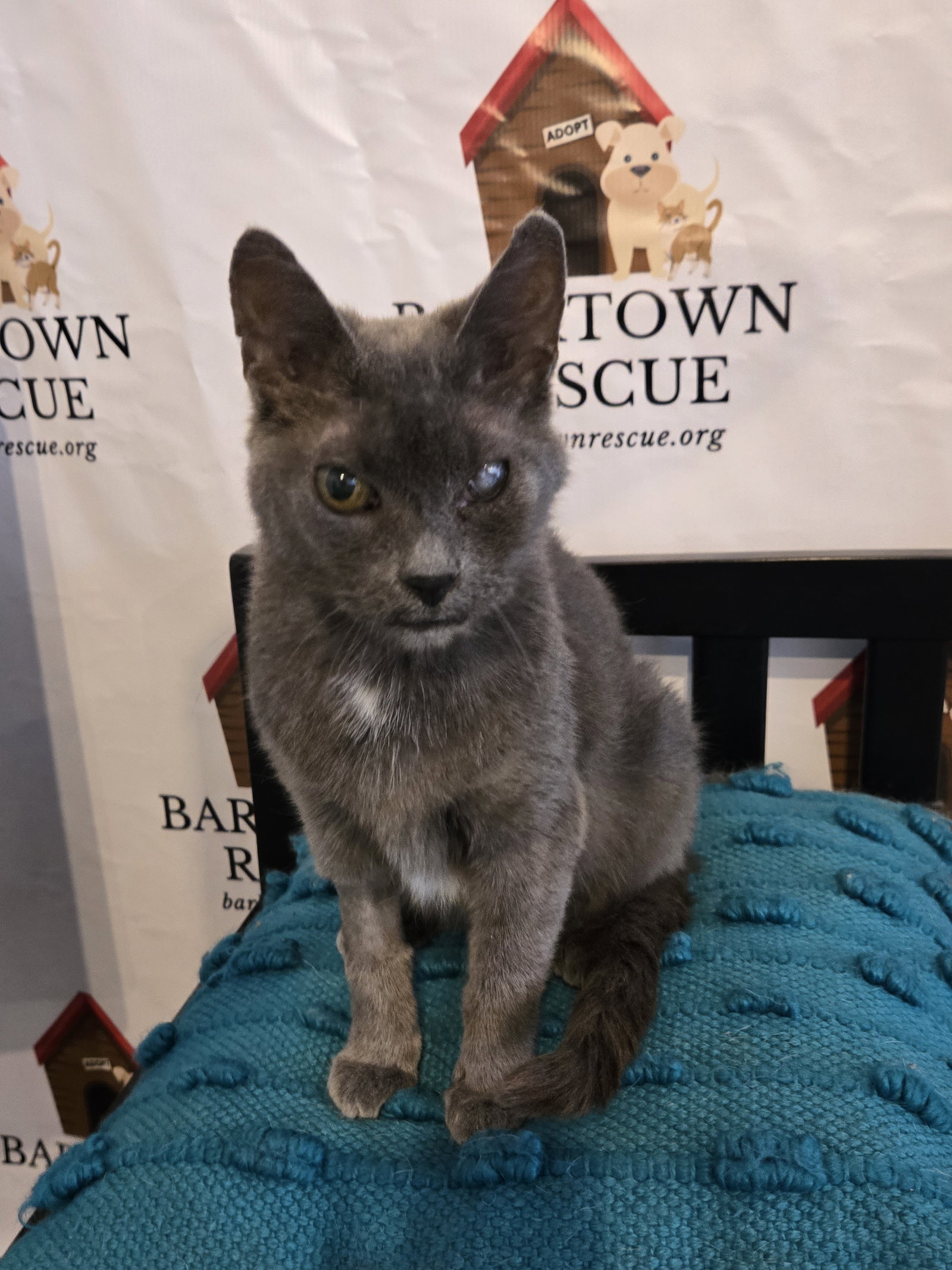 Graycie Image