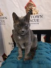 Graycie - Photo 1