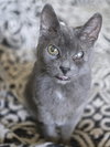 Graycie - Photo 2