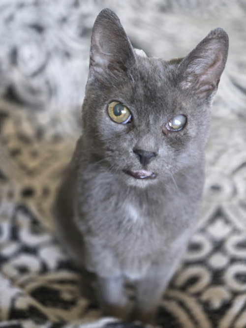GRAYCIE - Domestic Short Hair available for adoption
