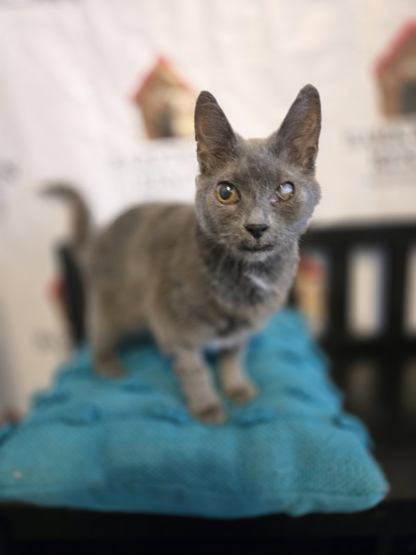 Graycie