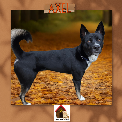 picture of the dog needing adoption
