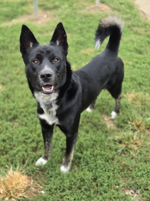 AXEL - Siberian Husky available for adoption