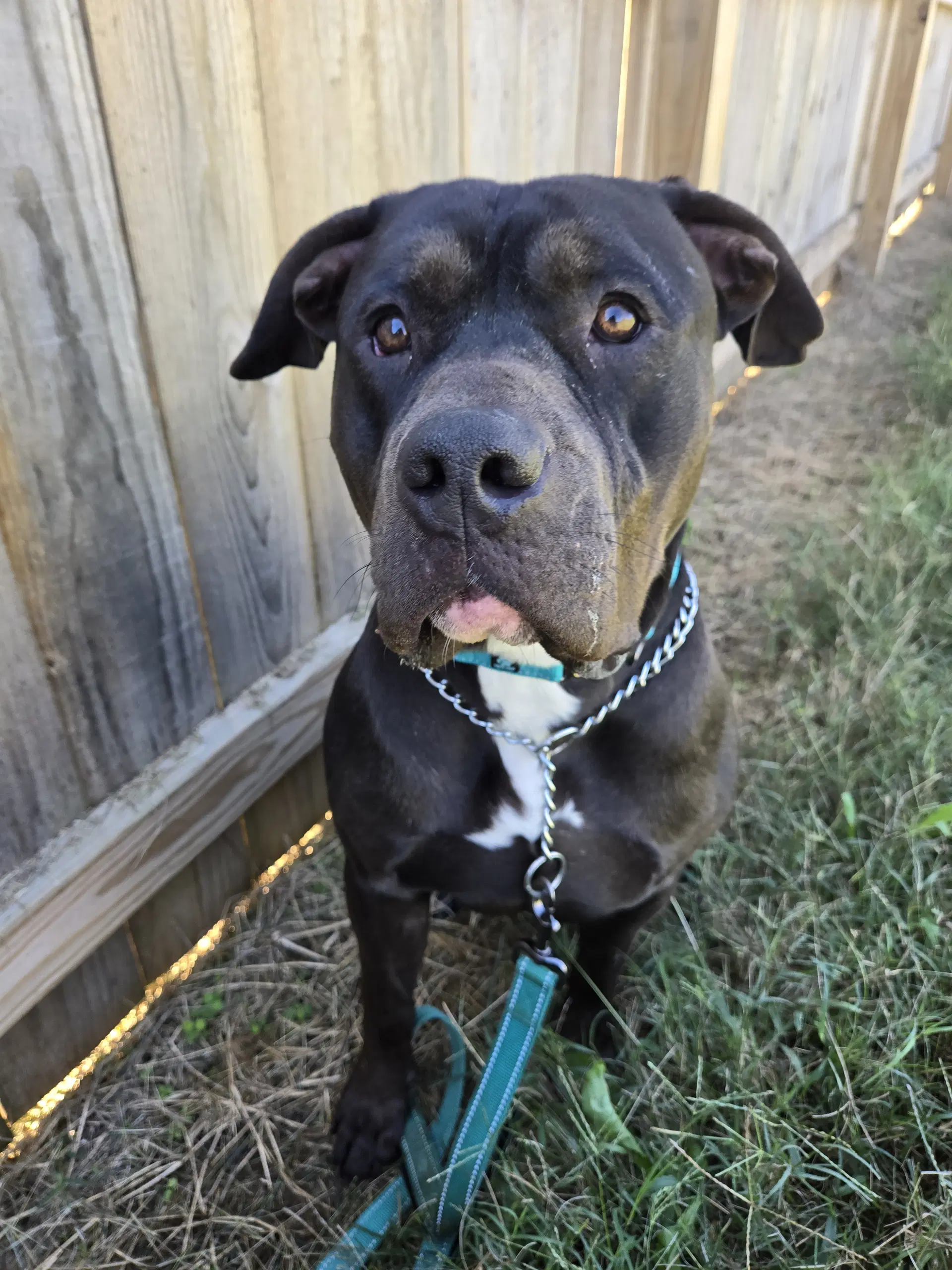 Sterlyng - American Staffordshire Terrier