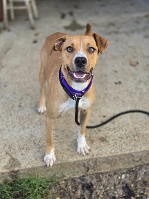 DALLAS - Boxer available for adoption