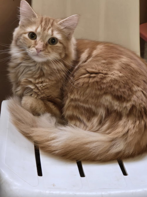 picture of the cat needing adoption