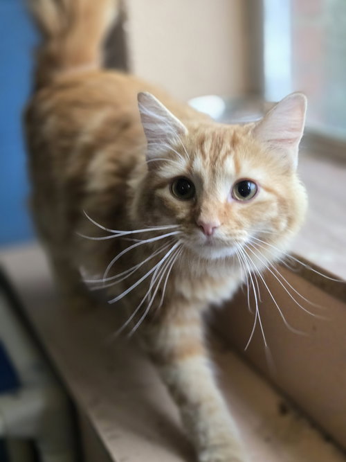 HABI - Domestic Long Hair available for adoption