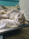Earl Grey - Photo 1