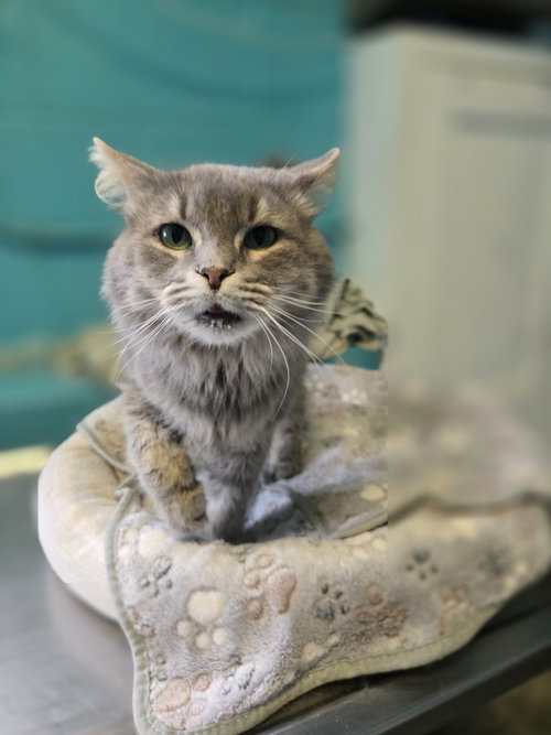 EARL GREY - Domestic Long Hair available for adoption