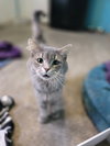 Earl Grey - Photo 3