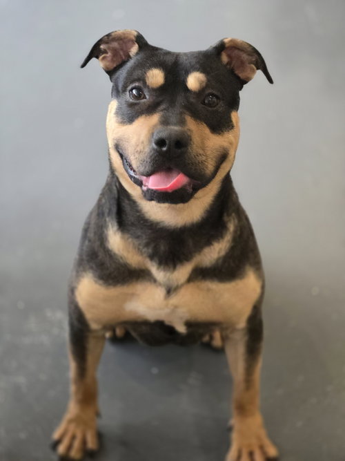 picture of the dog needing adoption