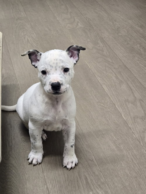 Magnolia, an adoptable Australian Cattle Dog in Boston, KY