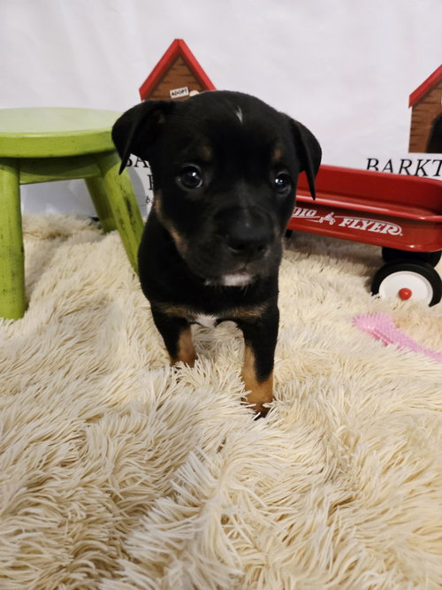 Jasmine, an adoptable Australian Cattle Dog in Boston, KY