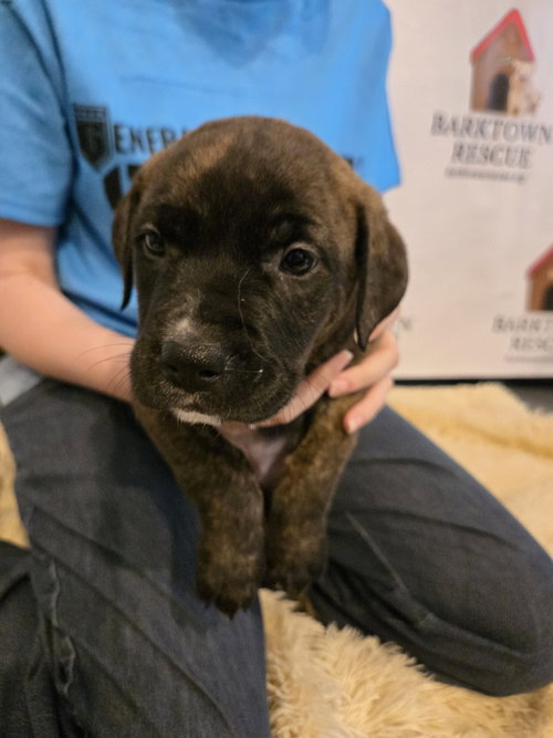 Meadow, an adoptable Australian Cattle Dog in Boston, KY
