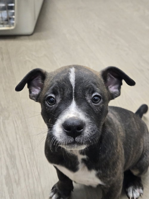 Hopper, an adoptable Australian Cattle Dog in Boston, KY