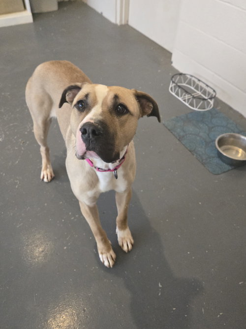 Macy, an adoptable American Staffordshire Terrier in Boston, KY