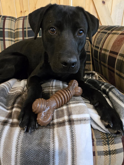 Bean, an adoptable Labrador Retriever in Boston, KY