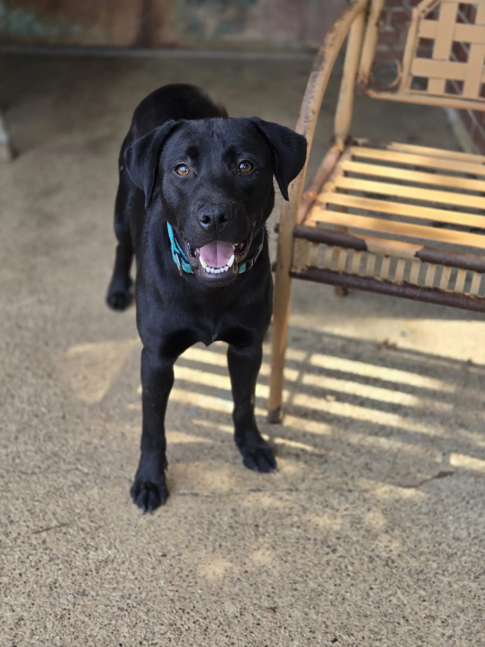 Bean - Labrador Retriever