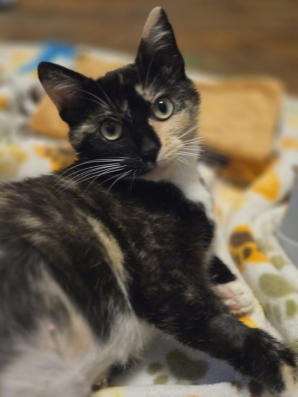 Tofu