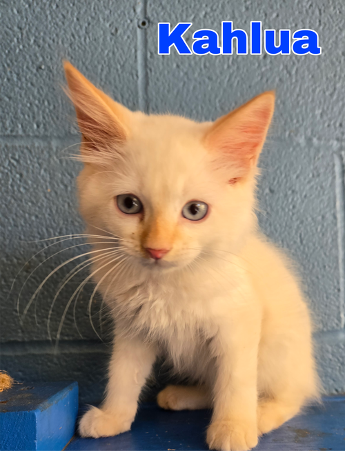 Kahlua, an adoptable Domestic Medium Hair in Boston, KY