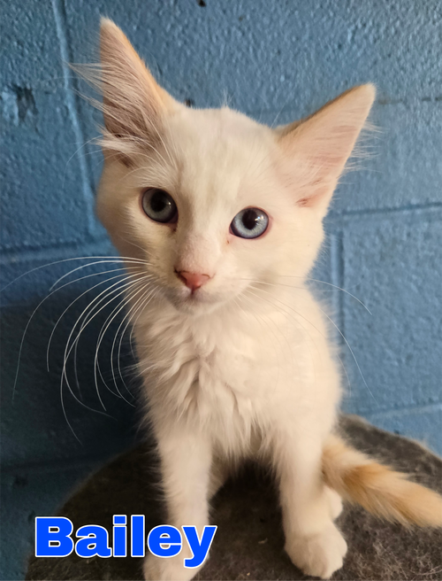 Bailey, an adoptable Domestic Medium Hair in Boston, KY