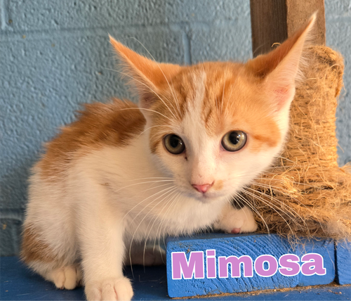 Mimosa, an adoptable Domestic Medium Hair in Boston, KY
