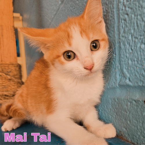Mai Tai, an adoptable Domestic Medium Hair in Boston, KY