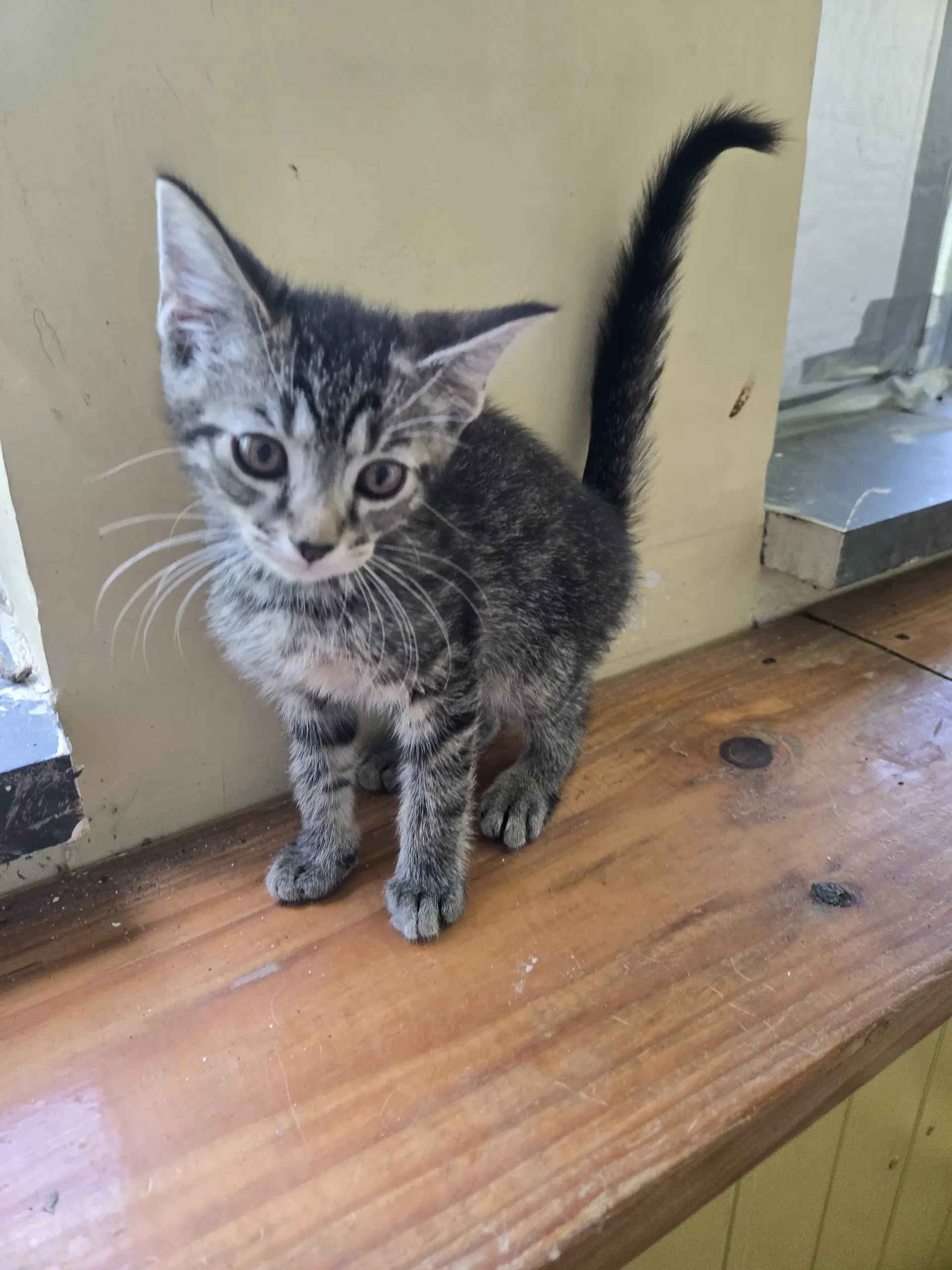 Drax - Domestic Medium Hair