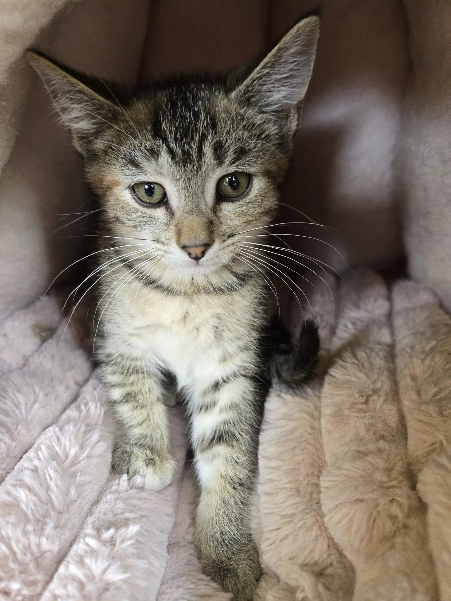 Gamora - Domestic Medium Hair