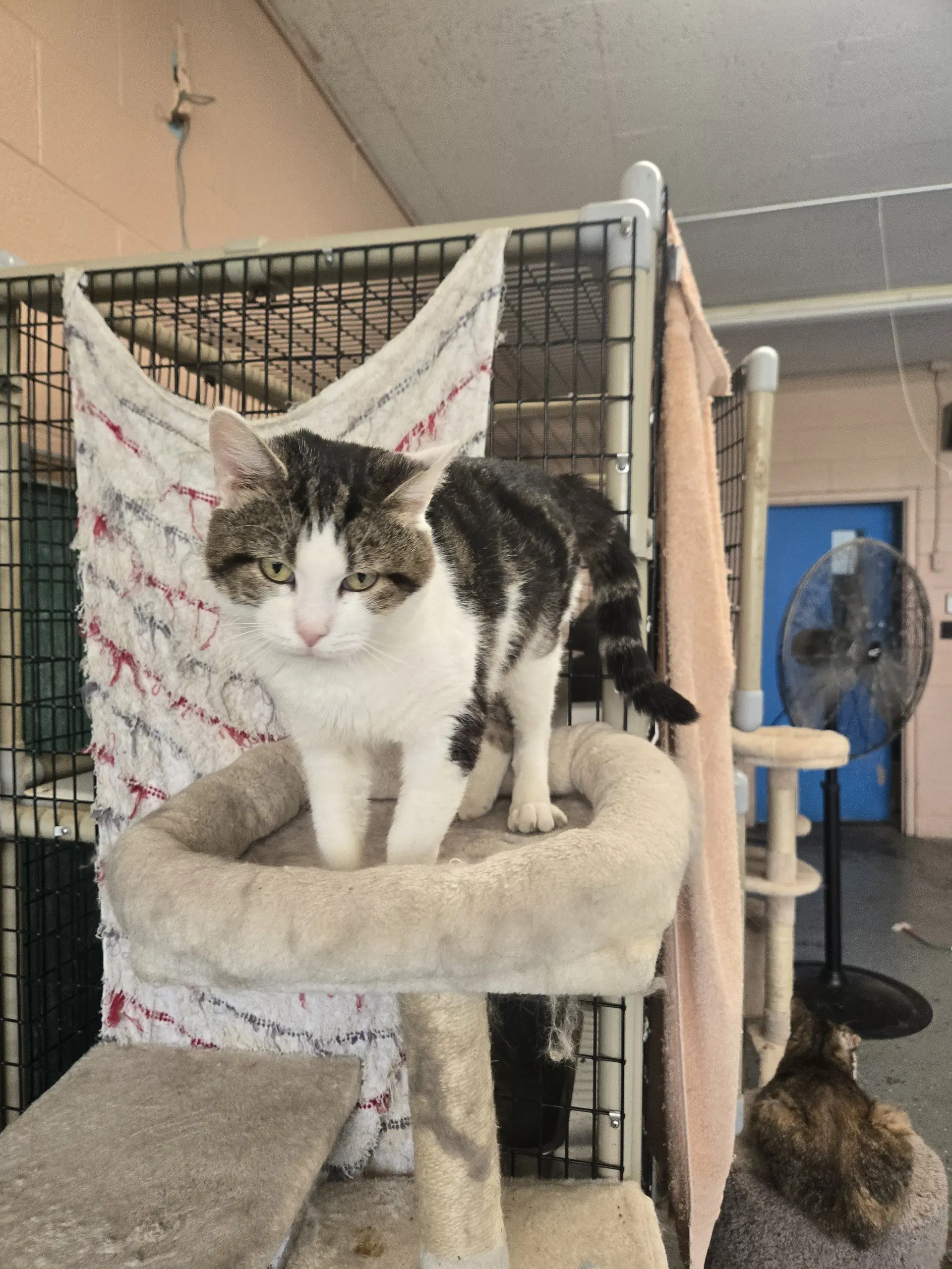 Murphy - Domestic Short Hair
