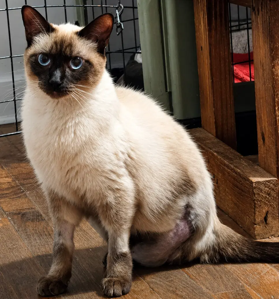 Oreo - Siamese