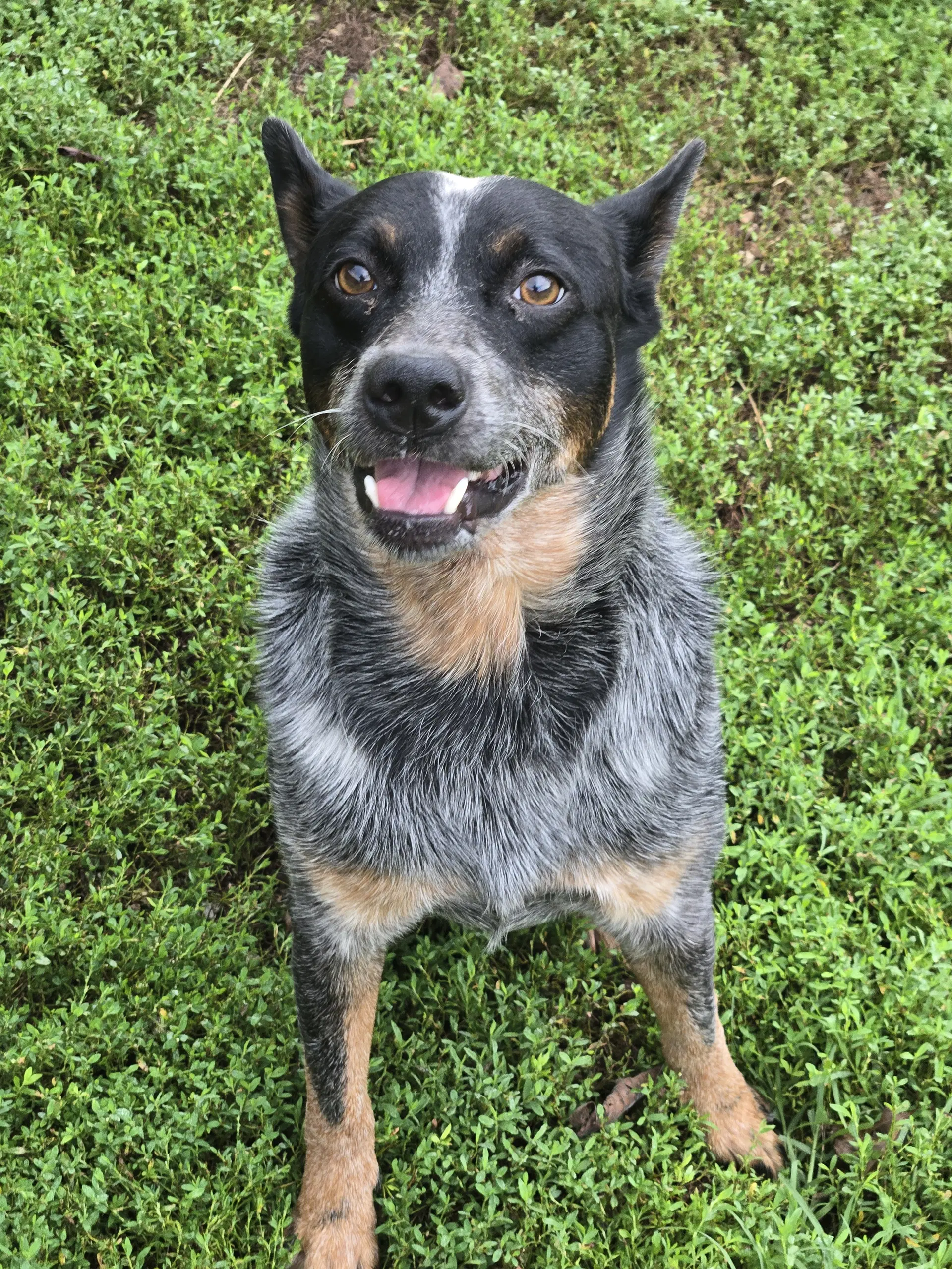 Bluey image 2