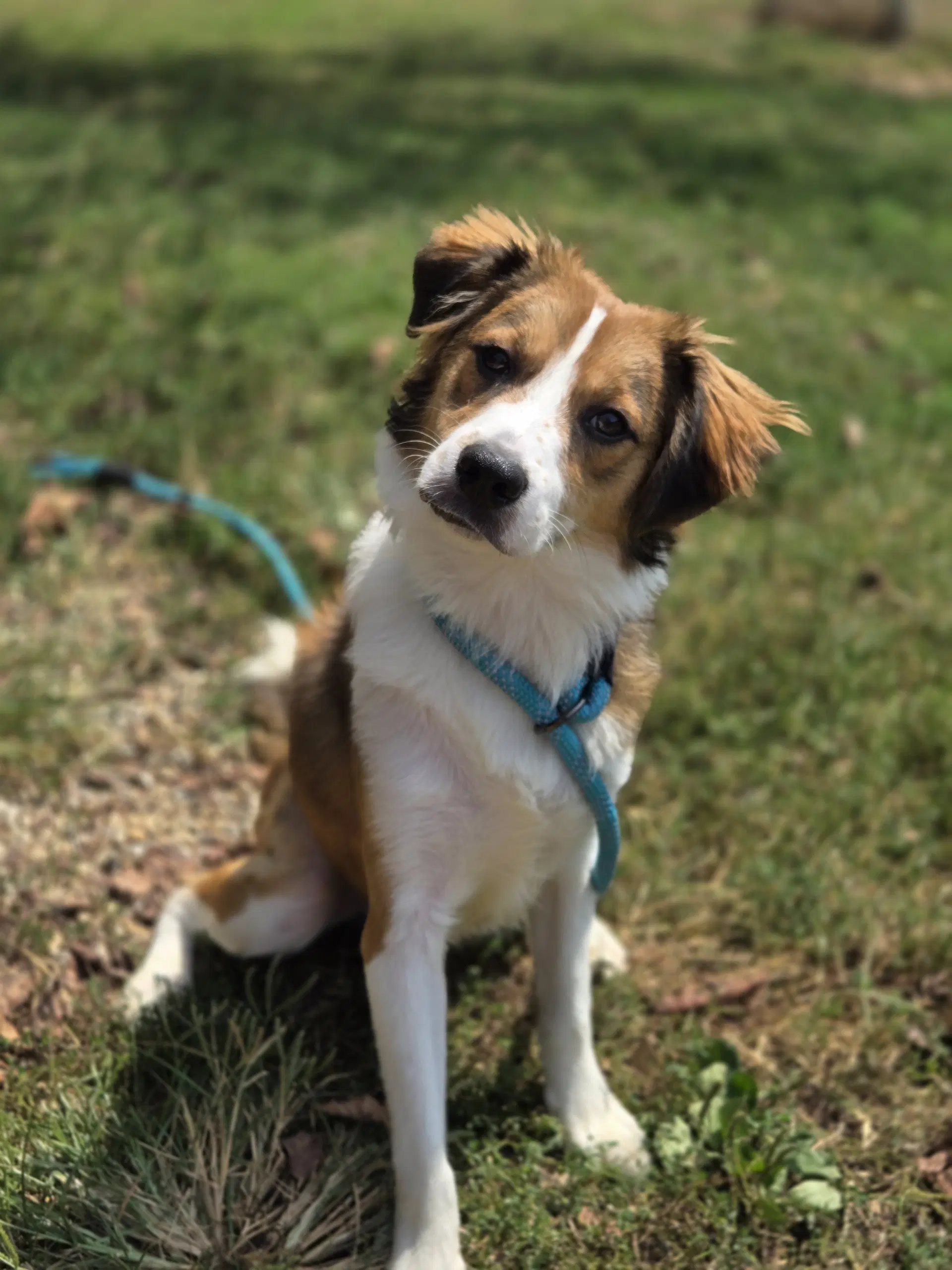 Scooter - Collie