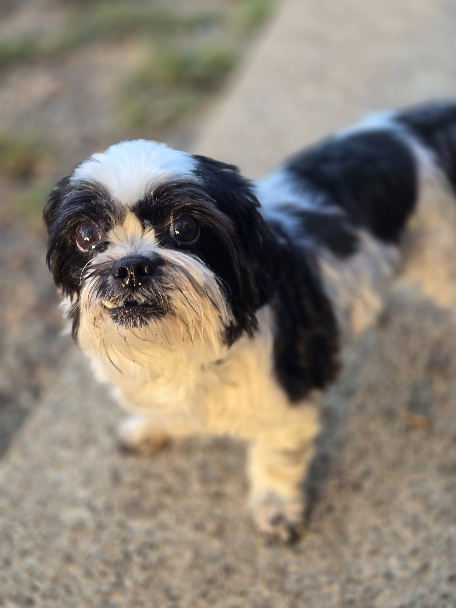 Zoe