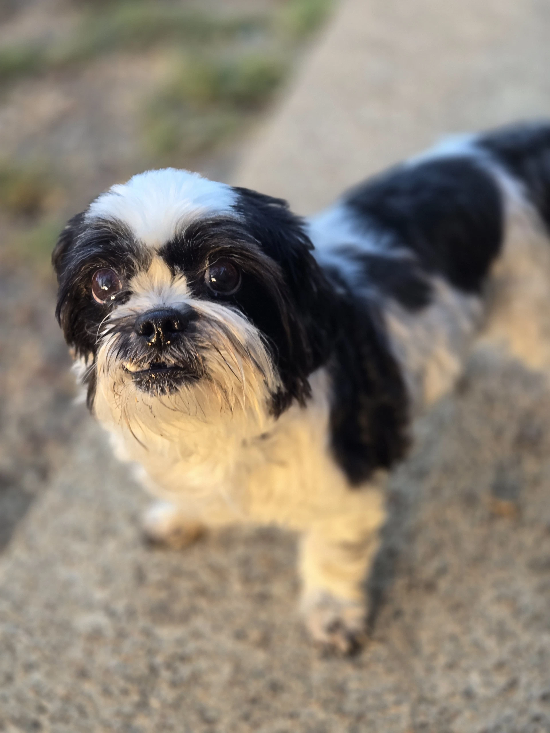 Zoe