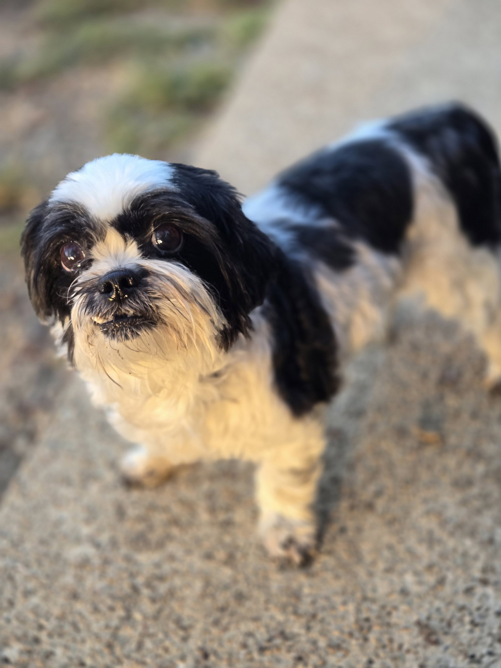 Zoe, photo 2