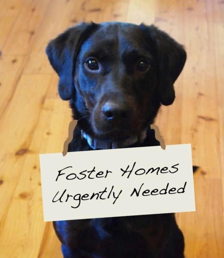 FOSTERS NEEDED