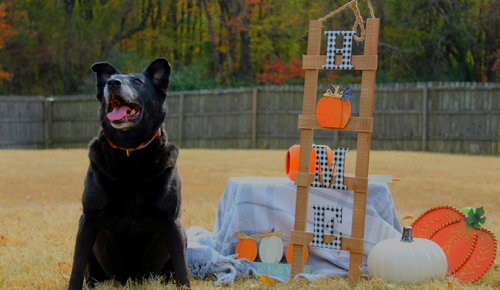 STORMY - Labrador Retriever / Shepherd available for adoption
