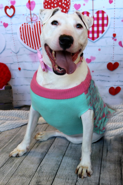 MOO - Bull Terrier available for adoption