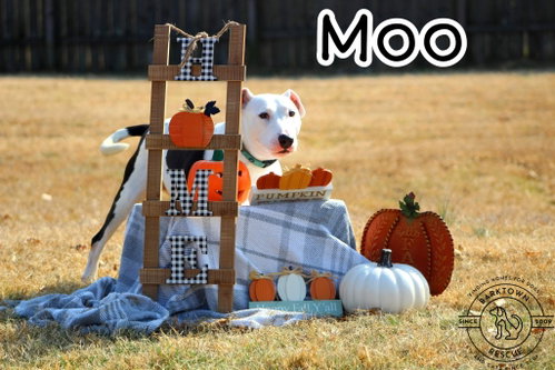 Moo, photo 3