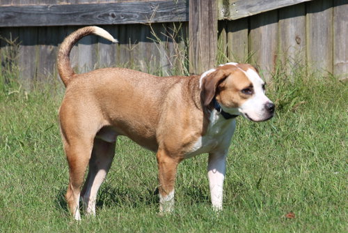 Hansel, photo 3