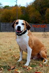 Hansel - Photo 2