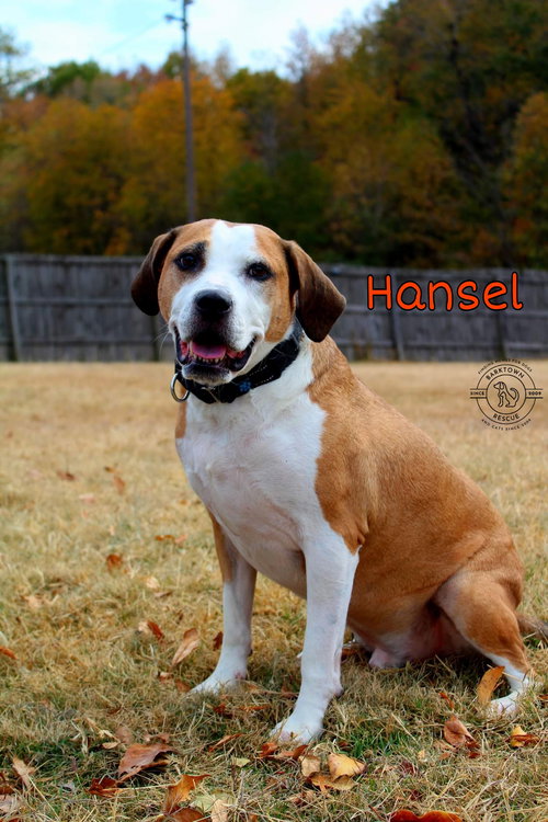 HANSEL - Beagle available for adoption
